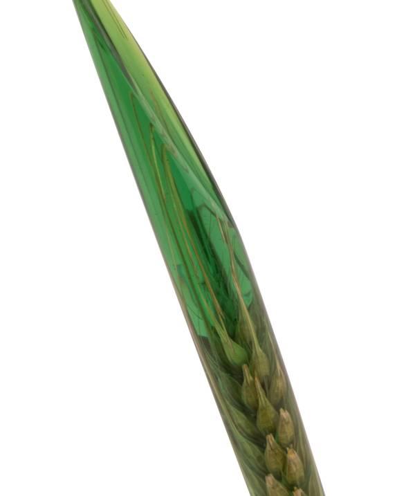 Wheat Green Pen-Awood